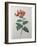 Orange Cape Honeysuckle-Pierre-Joseph Redoute-Framed Art Print
