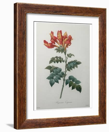 Orange Cape Honeysuckle-Pierre-Joseph Redoute-Framed Art Print