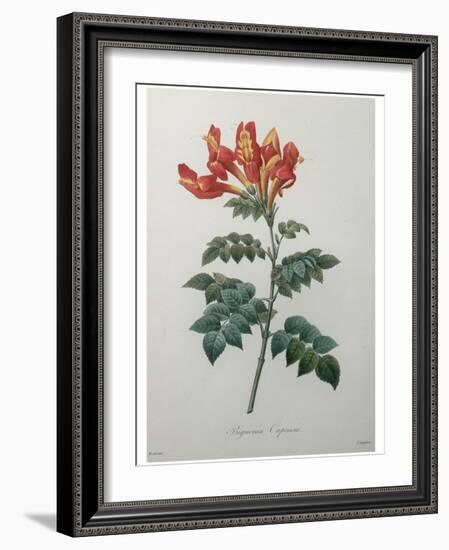 Orange Cape Honeysuckle-Pierre-Joseph Redoute-Framed Art Print