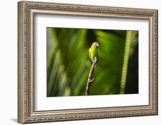 Orange Chinned Parakeet (Brotogeris Jugularis), Boca Tapada, Alajuela Province, Costa Rica-Matthew Williams-Ellis-Framed Photographic Print