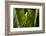 Orange Chinned Parakeet (Brotogeris Jugularis), Boca Tapada, Alajuela Province, Costa Rica-Matthew Williams-Ellis-Framed Photographic Print