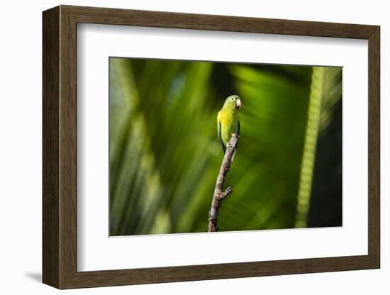 Orange Chinned Parakeet (Brotogeris Jugularis), Boca Tapada, Alajuela Province, Costa Rica-Matthew Williams-Ellis-Framed Photographic Print