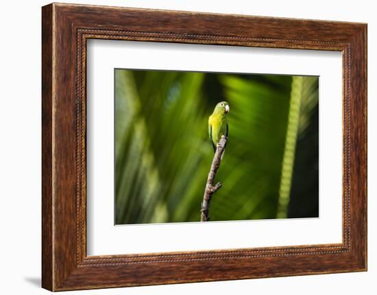 Orange Chinned Parakeet (Brotogeris Jugularis), Boca Tapada, Alajuela Province, Costa Rica-Matthew Williams-Ellis-Framed Photographic Print