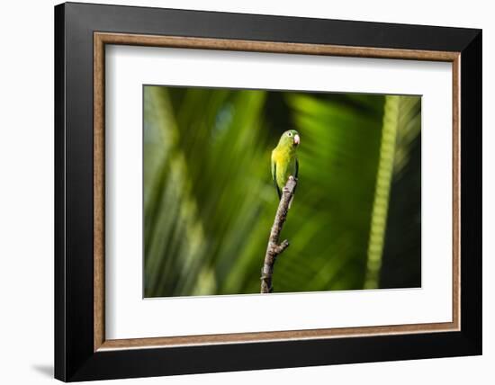 Orange Chinned Parakeet (Brotogeris Jugularis), Boca Tapada, Alajuela Province, Costa Rica-Matthew Williams-Ellis-Framed Photographic Print