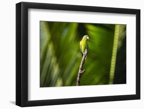 Orange Chinned Parakeet (Brotogeris Jugularis), Boca Tapada, Alajuela Province, Costa Rica-Matthew Williams-Ellis-Framed Photographic Print