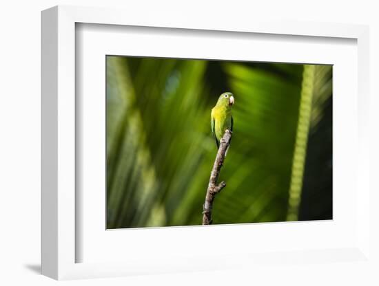 Orange Chinned Parakeet (Brotogeris Jugularis), Boca Tapada, Alajuela Province, Costa Rica-Matthew Williams-Ellis-Framed Photographic Print