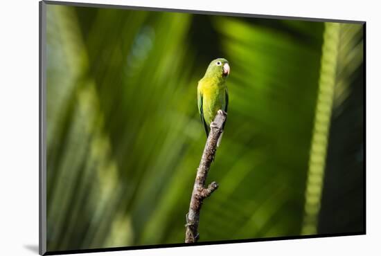 Orange Chinned Parakeet (Brotogeris Jugularis), Boca Tapada, Alajuela Province, Costa Rica-Matthew Williams-Ellis-Mounted Photographic Print