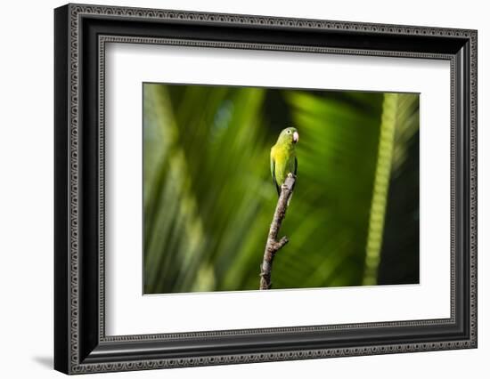 Orange Chinned Parakeet (Brotogeris Jugularis), Boca Tapada, Alajuela Province, Costa Rica-Matthew Williams-Ellis-Framed Photographic Print