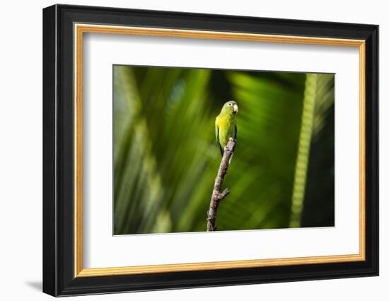 Orange Chinned Parakeet (Brotogeris Jugularis), Boca Tapada, Alajuela Province, Costa Rica-Matthew Williams-Ellis-Framed Photographic Print