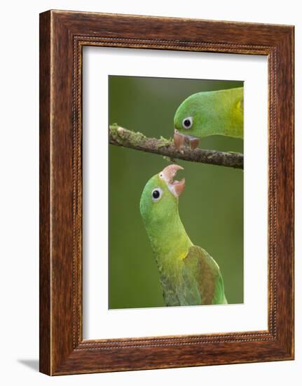 Orange-Chinned Parakeets (Brotogeris Jugularis) Interacting, Northern Costa Rica, Central America-Suzi Eszterhas-Framed Photographic Print