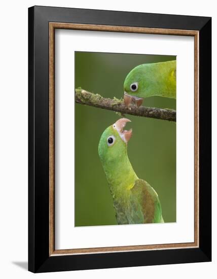 Orange-Chinned Parakeets (Brotogeris Jugularis) Interacting, Northern Costa Rica, Central America-Suzi Eszterhas-Framed Photographic Print