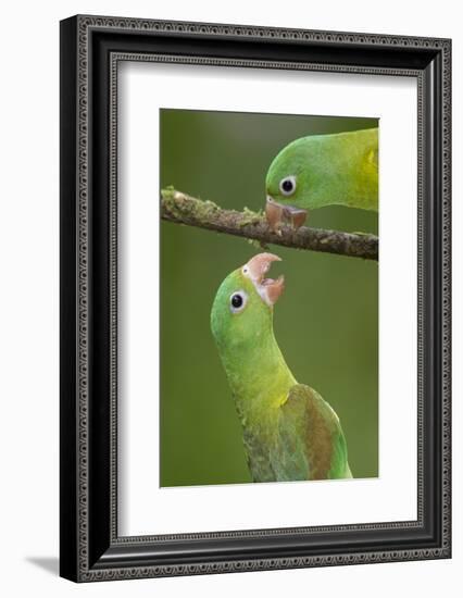 Orange-Chinned Parakeets (Brotogeris Jugularis) Interacting, Northern Costa Rica, Central America-Suzi Eszterhas-Framed Photographic Print