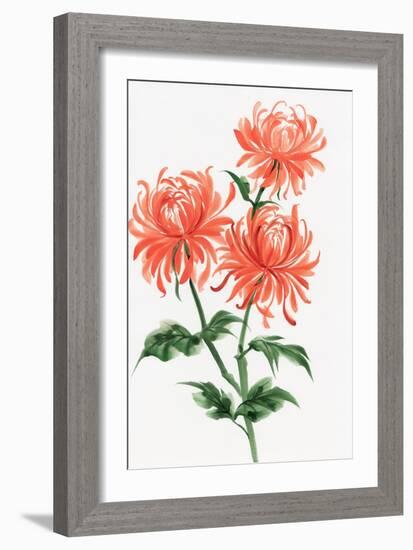 Orange Chrysanthemum-Surovtseva-Framed Premium Giclee Print