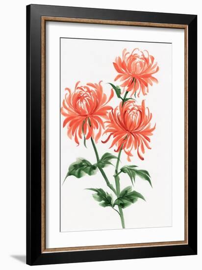 Orange Chrysanthemum-Surovtseva-Framed Premium Giclee Print