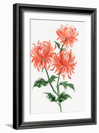 Orange Chrysanthemum-Surovtseva-Framed Premium Giclee Print