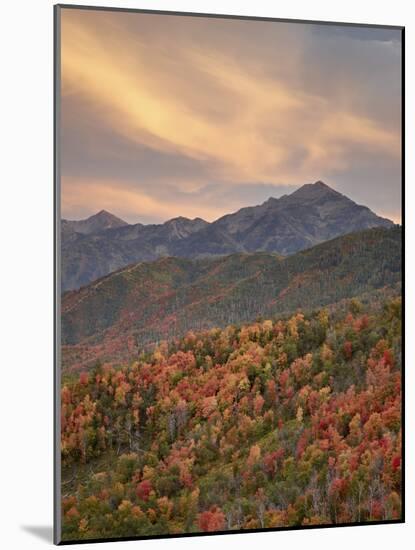 Orange Clouds at Sunset over Orange and Red Maples in the Fall, Uinta National Forest, Utah, USA-James Hager-Mounted Photographic Print