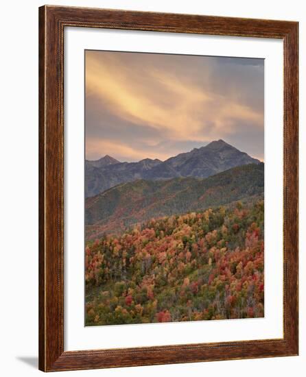 Orange Clouds at Sunset over Orange and Red Maples in the Fall, Uinta National Forest, Utah, USA-James Hager-Framed Photographic Print