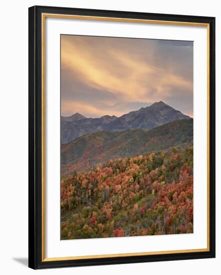 Orange Clouds at Sunset over Orange and Red Maples in the Fall, Uinta National Forest, Utah, USA-James Hager-Framed Photographic Print