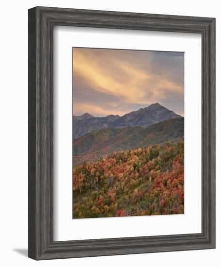 Orange Clouds at Sunset over Orange and Red Maples in the Fall, Uinta National Forest, Utah, USA-James Hager-Framed Photographic Print