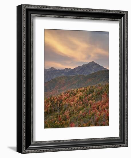 Orange Clouds at Sunset over Orange and Red Maples in the Fall, Uinta National Forest, Utah, USA-James Hager-Framed Photographic Print