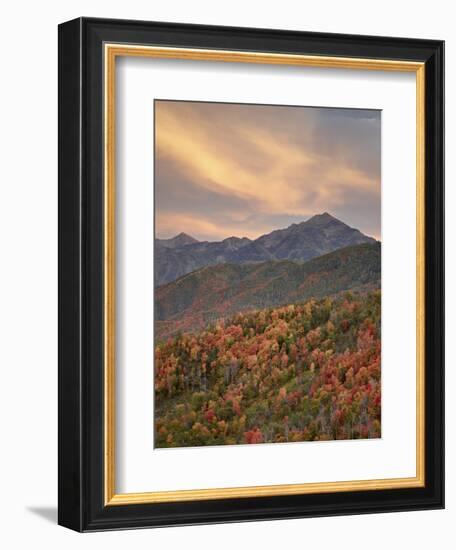 Orange Clouds at Sunset over Orange and Red Maples in the Fall, Uinta National Forest, Utah, USA-James Hager-Framed Photographic Print