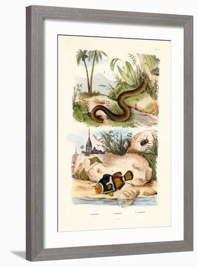 Orange Clownfish, 1833-39-null-Framed Giclee Print