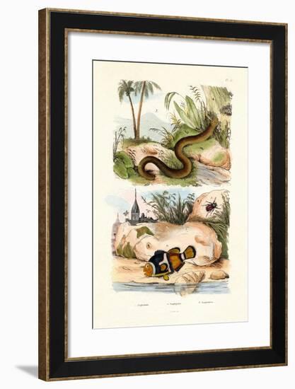 Orange Clownfish, 1833-39-null-Framed Giclee Print