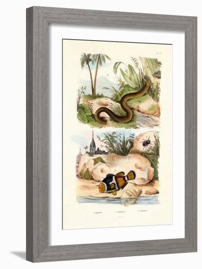 Orange Clownfish, 1833-39-null-Framed Giclee Print