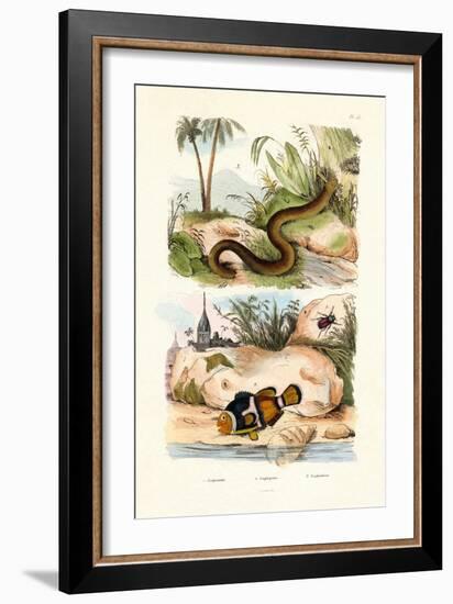 Orange Clownfish, 1833-39-null-Framed Giclee Print