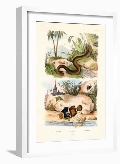 Orange Clownfish, 1833-39-null-Framed Giclee Print