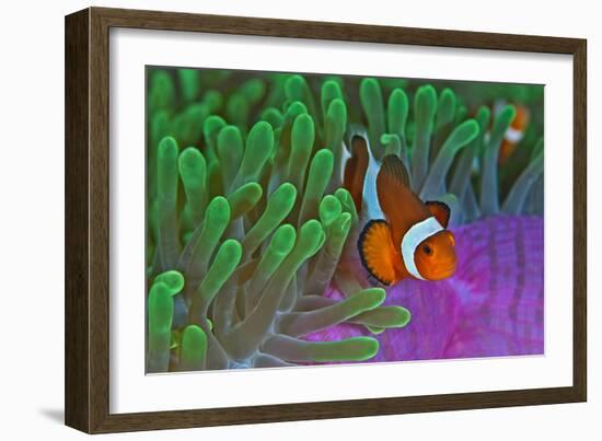 Orange Clownfish on Magnificent Anemone-Howard Chew-Framed Photographic Print