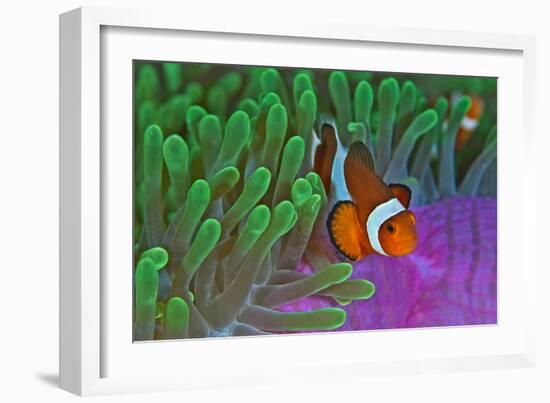 Orange Clownfish on Magnificent Anemone-Howard Chew-Framed Photographic Print