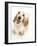 Orange Cocker Spaniel, 1 Year, Looking Up-Mark Taylor-Framed Photographic Print