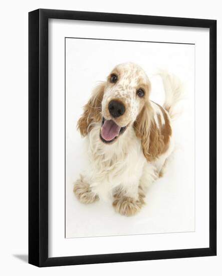 Orange Cocker Spaniel, 1 Year, Looking Up-Mark Taylor-Framed Photographic Print