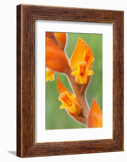 orange colored dichromanthus orchid in flower, mexico-claudio contreras-Framed Photographic Print