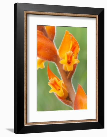 orange colored dichromanthus orchid in flower, mexico-claudio contreras-Framed Photographic Print