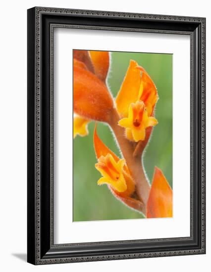 orange colored dichromanthus orchid in flower, mexico-claudio contreras-Framed Photographic Print