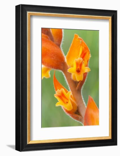 orange colored dichromanthus orchid in flower, mexico-claudio contreras-Framed Photographic Print