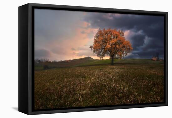 Orange colored oak in a field with a stormy cloudy sky and sunset light filtering on the side-Francesco Fanti-Framed Premier Image Canvas