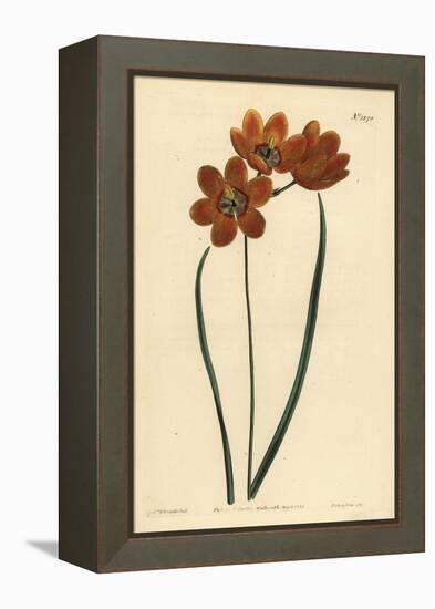 Orange Coloured Monadelphous Ixia, Ixia Monadelpha-Sydenham Teast Edwards-Framed Premier Image Canvas