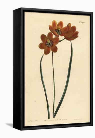 Orange Coloured Monadelphous Ixia, Ixia Monadelpha-Sydenham Teast Edwards-Framed Premier Image Canvas