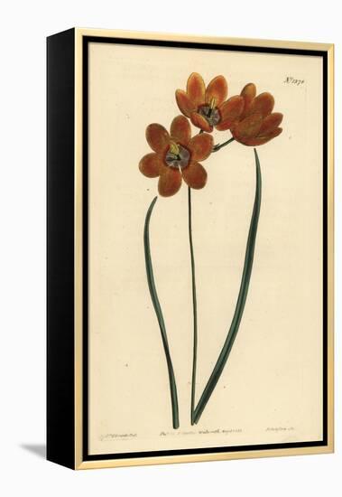 Orange Coloured Monadelphous Ixia, Ixia Monadelpha-Sydenham Teast Edwards-Framed Premier Image Canvas