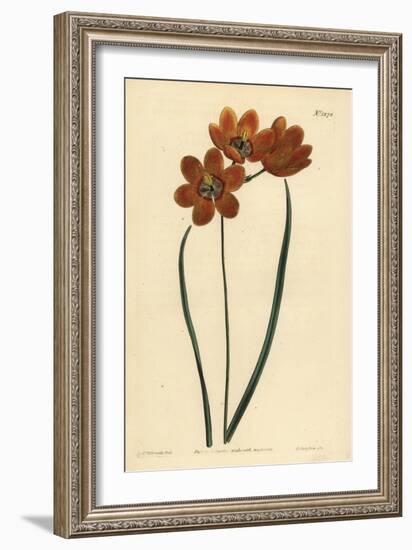 Orange Coloured Monadelphous Ixia, Ixia Monadelpha-Sydenham Teast Edwards-Framed Giclee Print