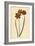 Orange Coloured Monadelphous Ixia, Ixia Monadelpha-Sydenham Teast Edwards-Framed Giclee Print