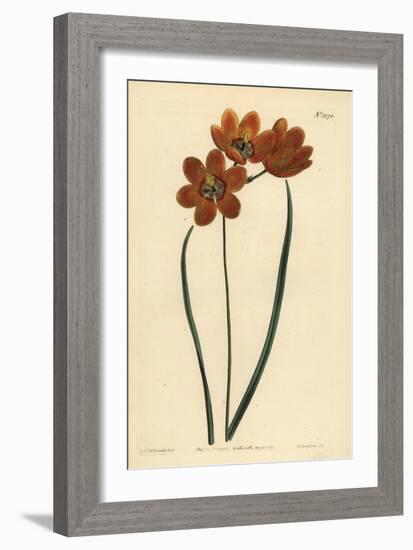 Orange Coloured Monadelphous Ixia, Ixia Monadelpha-Sydenham Teast Edwards-Framed Giclee Print