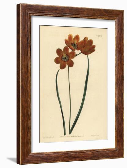 Orange Coloured Monadelphous Ixia, Ixia Monadelpha-Sydenham Teast Edwards-Framed Giclee Print