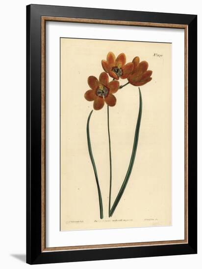 Orange Coloured Monadelphous Ixia, Ixia Monadelpha-Sydenham Teast Edwards-Framed Giclee Print