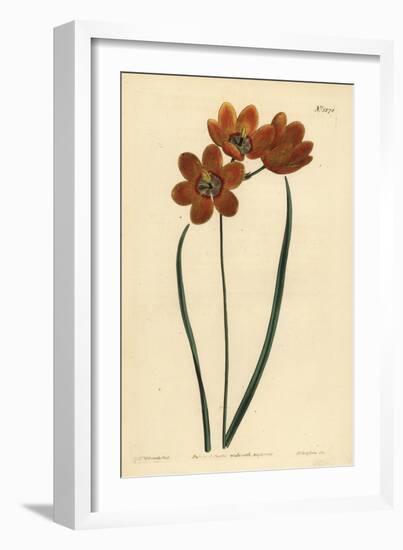 Orange Coloured Monadelphous Ixia, Ixia Monadelpha-Sydenham Teast Edwards-Framed Giclee Print