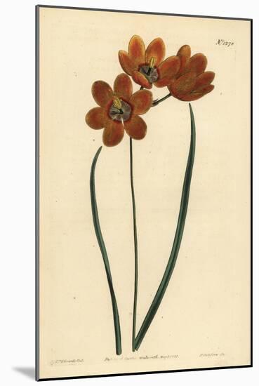 Orange Coloured Monadelphous Ixia, Ixia Monadelpha-Sydenham Teast Edwards-Mounted Giclee Print