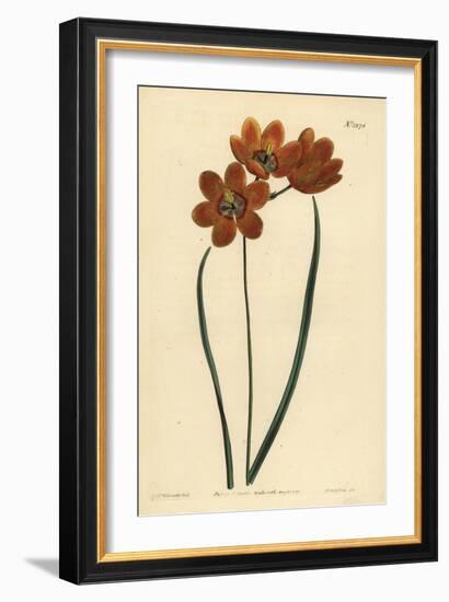 Orange Coloured Monadelphous Ixia, Ixia Monadelpha-Sydenham Teast Edwards-Framed Giclee Print